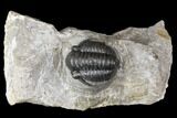 Detailed Gerastos Trilobite Fossil - Morocco #141686-1